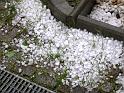 2007-05-22, Hagel (3)